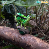 Animal Heavenly Body A Series of Laugh and Grow Fat No.11 - Insect 2.0 Figure