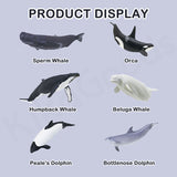 KITAN CLUB Kimon Nature Techni Animal Whale Chapter Gacha